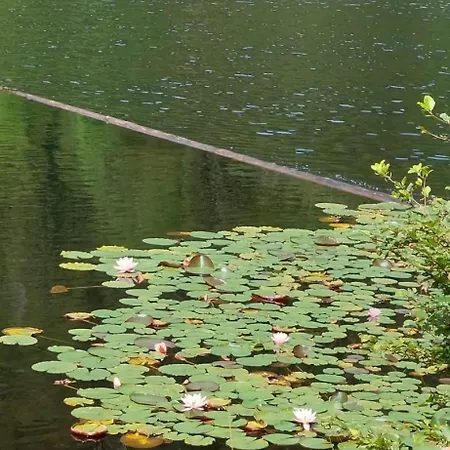 Vakantiehuis Am Rosengaertle - Black Forest - Foret Noire